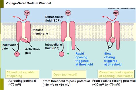 sodium chanel cycle|sodium channel deactivated.